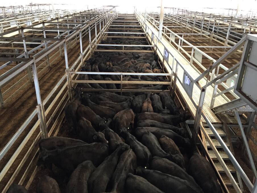 Some of the calves sold during last Friday's store cattle sale at Central Tablelands Livestock Exchange, Carcoar, would not normally be sold until the annual autumn weaner sales. Last week weaner steers topped at 438 cents a kilogram (liveweight) with several pens selling above the 400c/kg mark.
