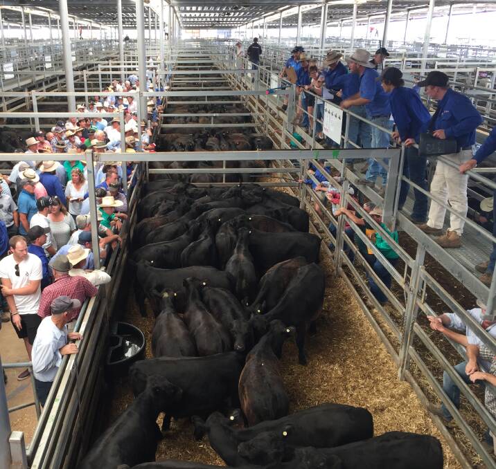 About 5000 steers and heifers will be offered today at the Blue Ribbon Angus Weaner Sale at Northern Victorian Livestock Exchange (NVLX), Wodonga.