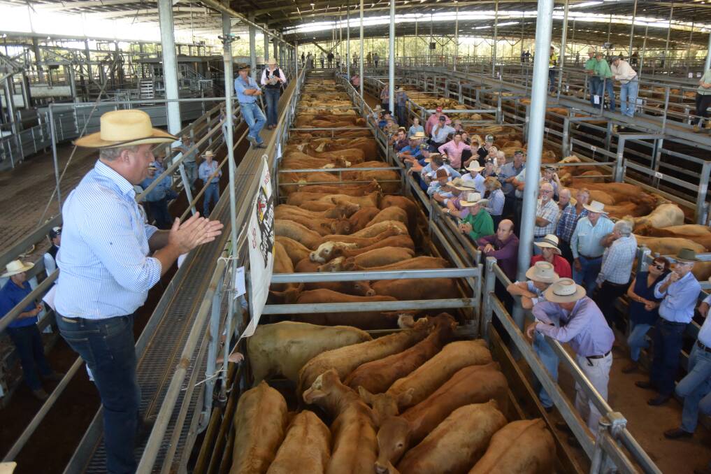 Auction action at the Northern Rivers Livestock Exchange near Casino.