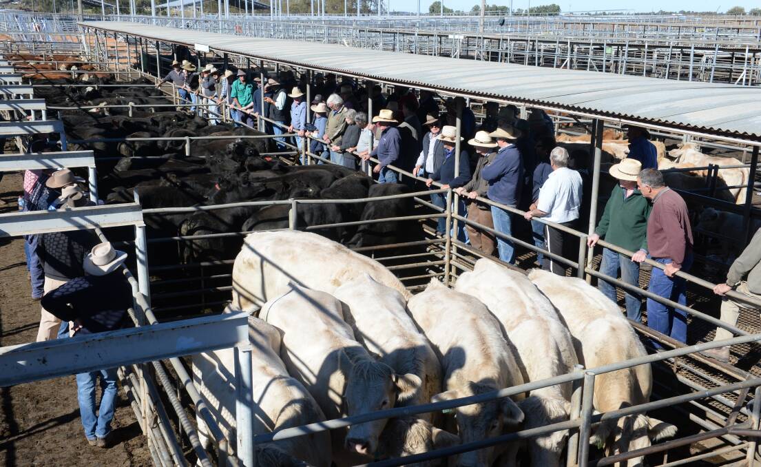 Buyers on the rain during a Dubbo store cattle sale. Dubbo saleyard recorded the highest throughput in the state, with 199,431 head during 2016-17.