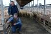 Lamb prices keep climbing
