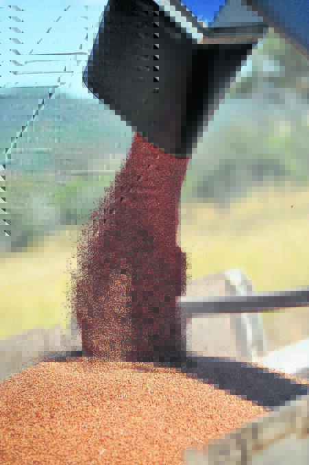 Grain Wrap | China’s ‘trade war’ could lift sorghum rate