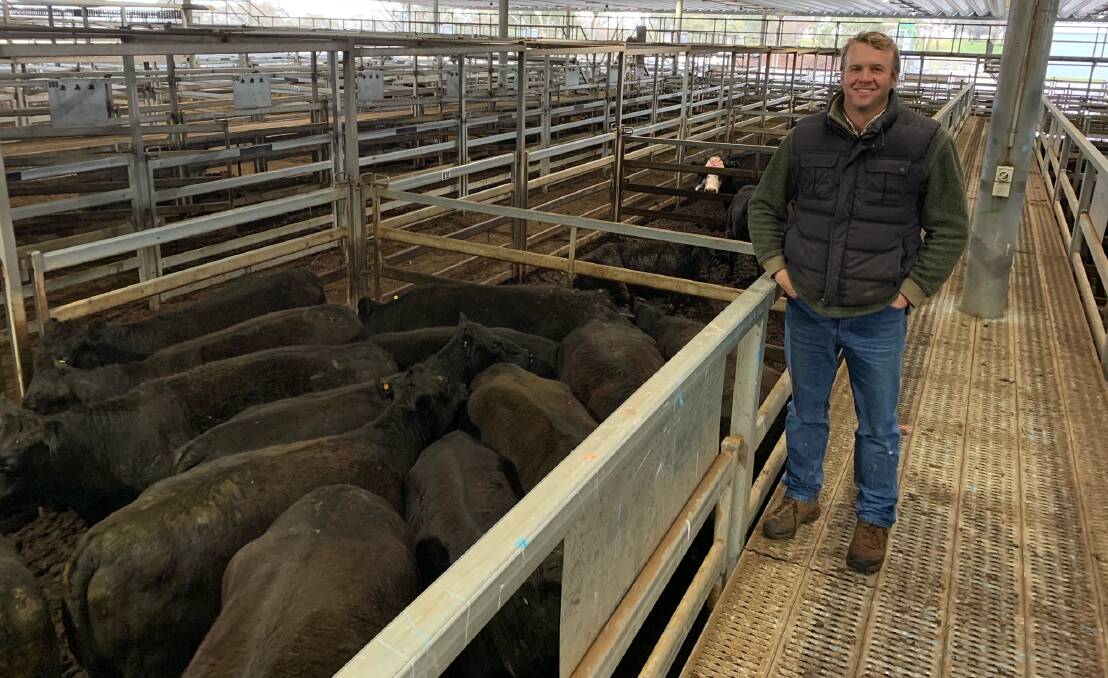 Ben Willis, PR Masters Stephens and Company, Bathurst, with 15 Angus cows weighing 595kg that sold for 416 cents a kilogram or $2480 a head during the Carcoar prime cattle sale last week. Photo: Josh Stephens, CTLX Carcoar