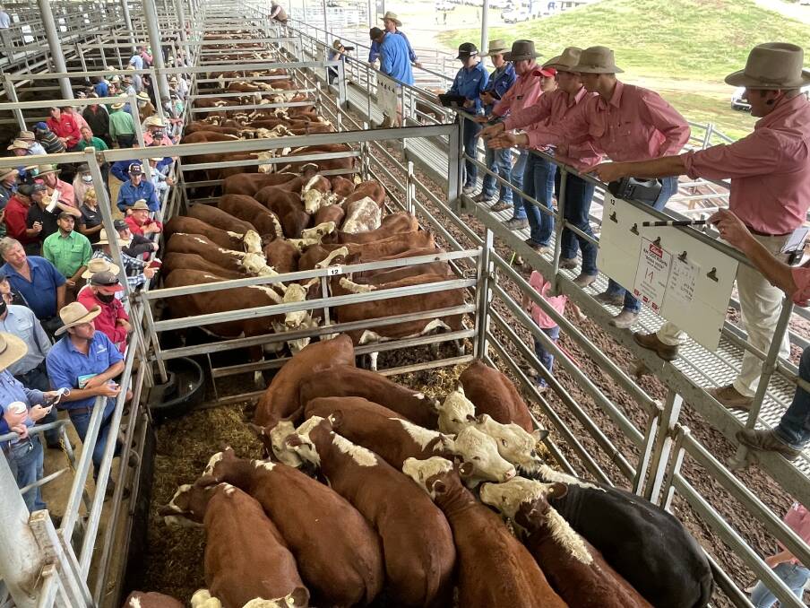 Up to 20,000 cattle will go under the hammer during the week-long event at Wodonga. Picture by Karen Bailey.