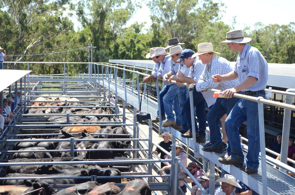 Maitland cows with calves sell to $3000