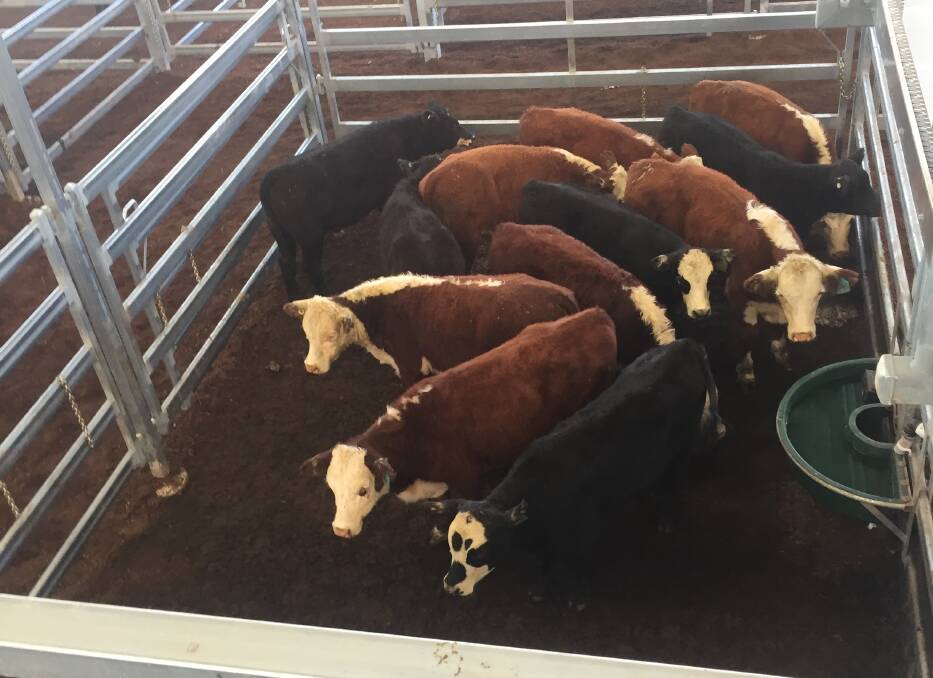 Hereford steers from Worungil Partnership, Warialda, sold for 500c/kg at Inverell's sale on Tuesday. Worungil also sold Angus-cross heifers for 402c/kg.