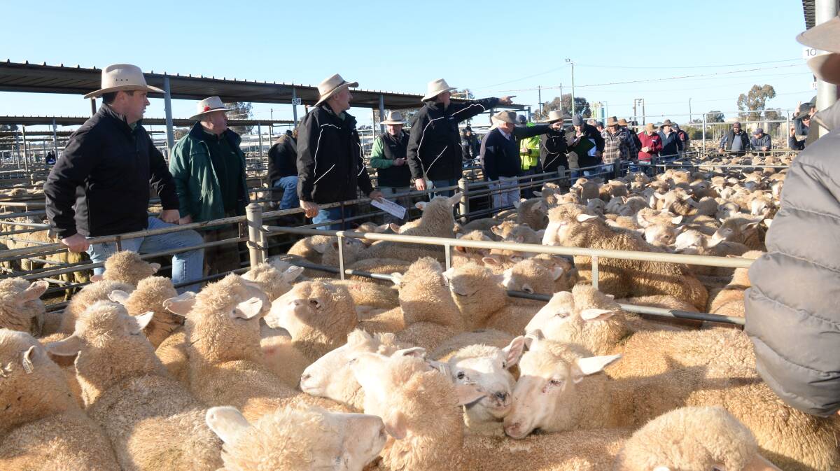 Landmark auctioneer Peter Cabot selling at the Wagga Wagga lamb sale last week. Photo by Rachael Webb.