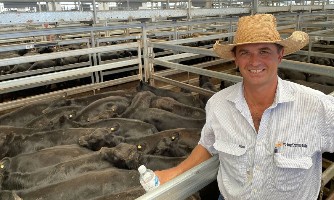Davidson Cameron and Company agent Matthew Hann, Moree, with one of the pens of weaner heifers offered by Southwell Grazing, Caroda, that averaged 260 kilograms and sold for $900 a head at Tamworth last Friday.