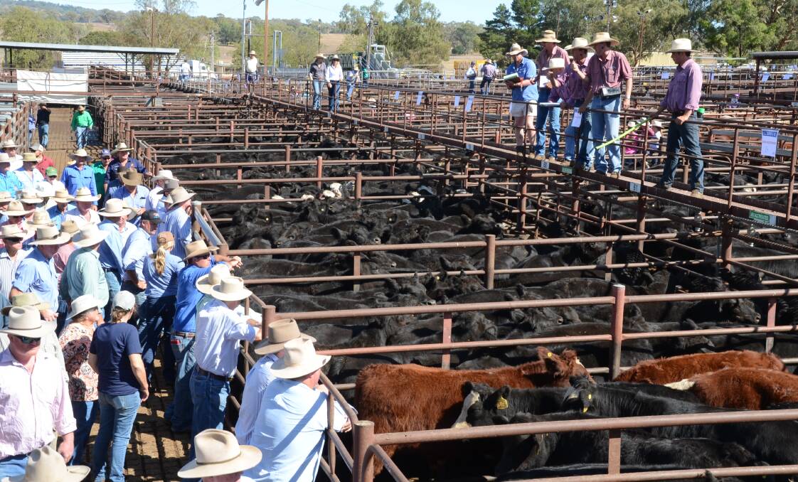 Restocker and feeder steers were 15c/kg to 20c/kg dearer at Inverell on Tuesday. Feeder steers sold to a top of 309c/kg for well bred steers.