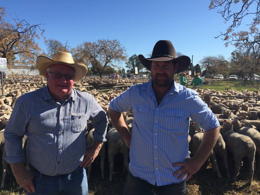 Col and Tim Durnan, Frying Pan Creek Partnership, Narrandera, with 397 March/April 2020 drop ewes they sold for $320 a head at Narrandera on Tuesday.
