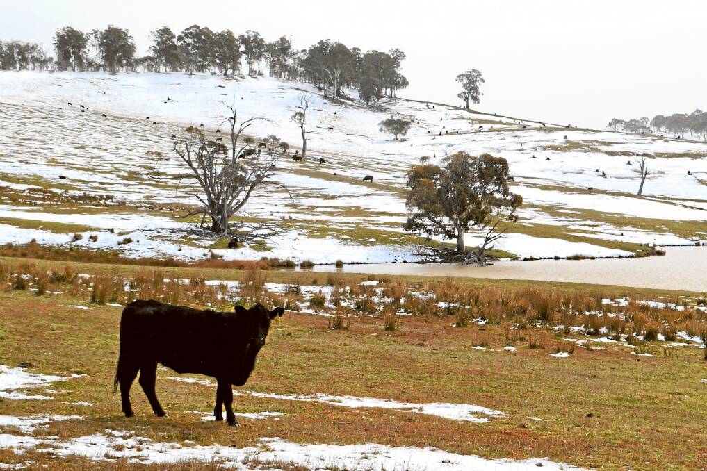 Snow is likely on the southern ranges above about 1300 metres on Friday. Severe weather and sheep graziers warnings may be issued in the coming days, so be sure to check the latest warnings in your area.