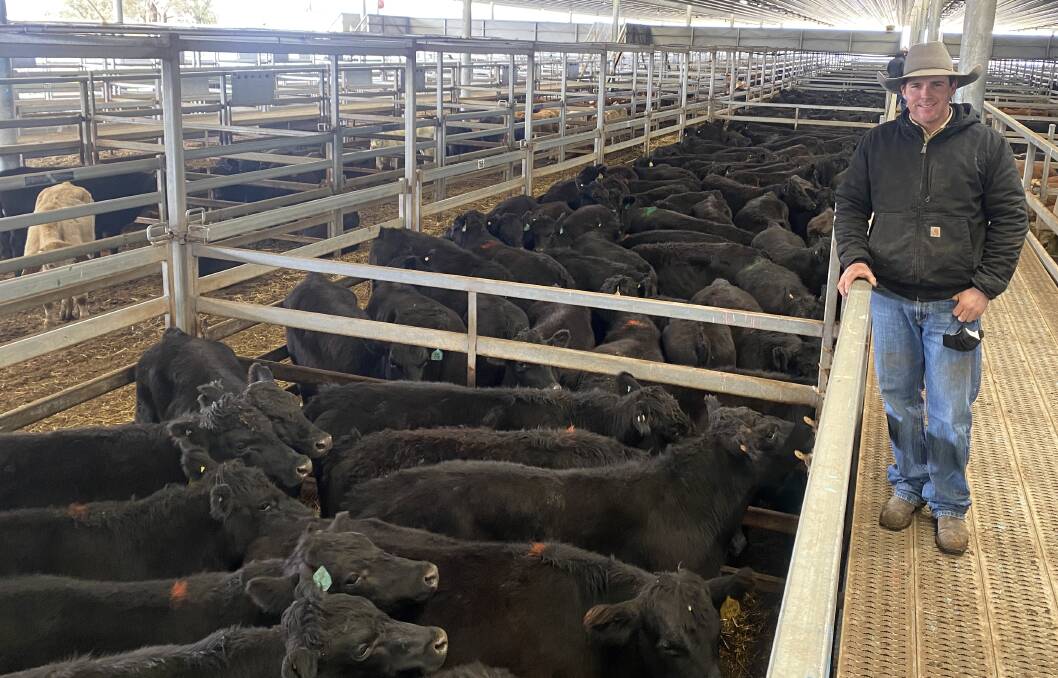 Ray White Emms Mooney agent Harry Larnach with 400 steers sold by Granite Hill Cattle, Burrago, that reached a top of 554.20c/kg at Carcoar's prime sale on Tuesday. Photo: Brock Syphers, RLX