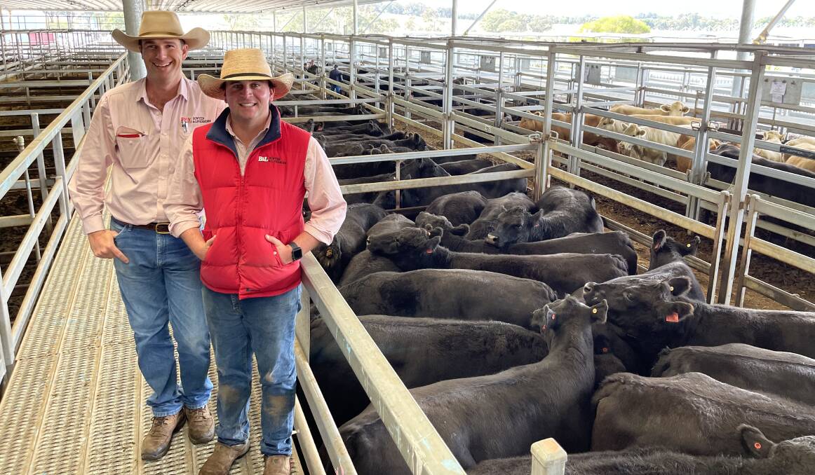 Bowyer and Livermore agents Todd Clements and Tom Card with Glen Eden Pastoral Company cows, PTIC to Mosquito Angus bulls, that sold for $4000 a head at Carcoar store sale last Friday. Photo: Brock Syphers