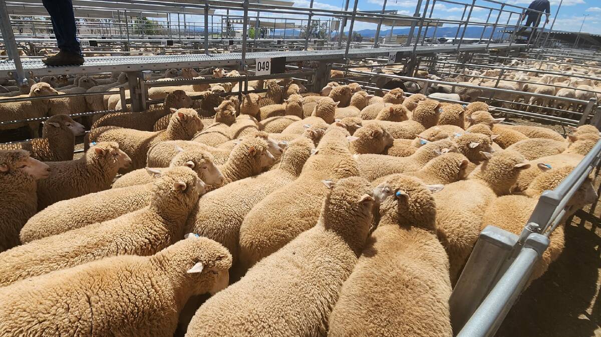 Lamb supply was steady at Tamworth's prime sale on Monday.