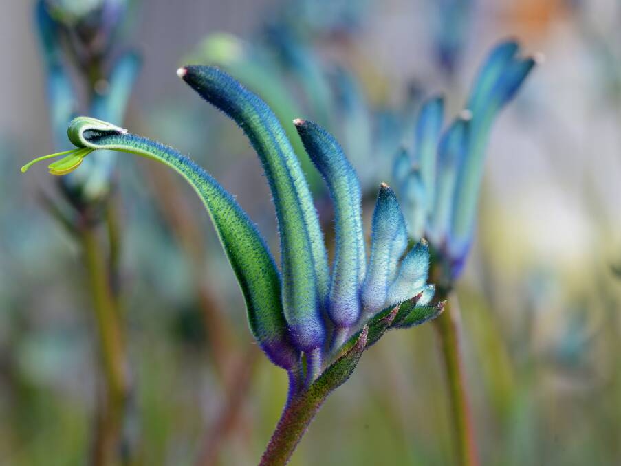 New true blue kangaroo paw Masquerade will be available commercially this month. Photo: Kings Park Botanic Garden and Parks Authority