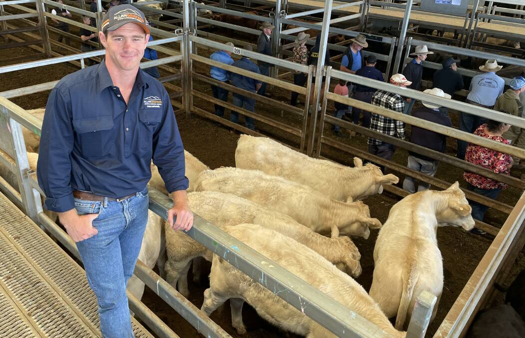 Allan Gray and Company agent Jack Harper, Cowra, with 396kg Charolais steers sold by Helen Amos, Bimbadeen, Cowra, for $1750 a head at Carcoar last Friday. Picture by Karen Bailey.