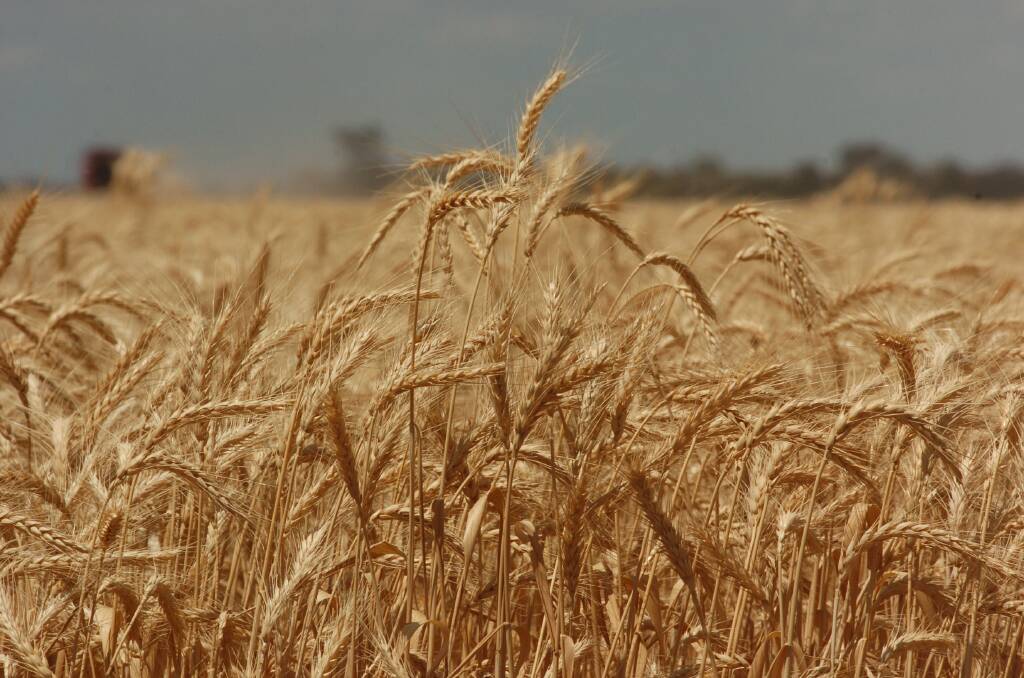 Wheat market firms on smaller global crop predictions