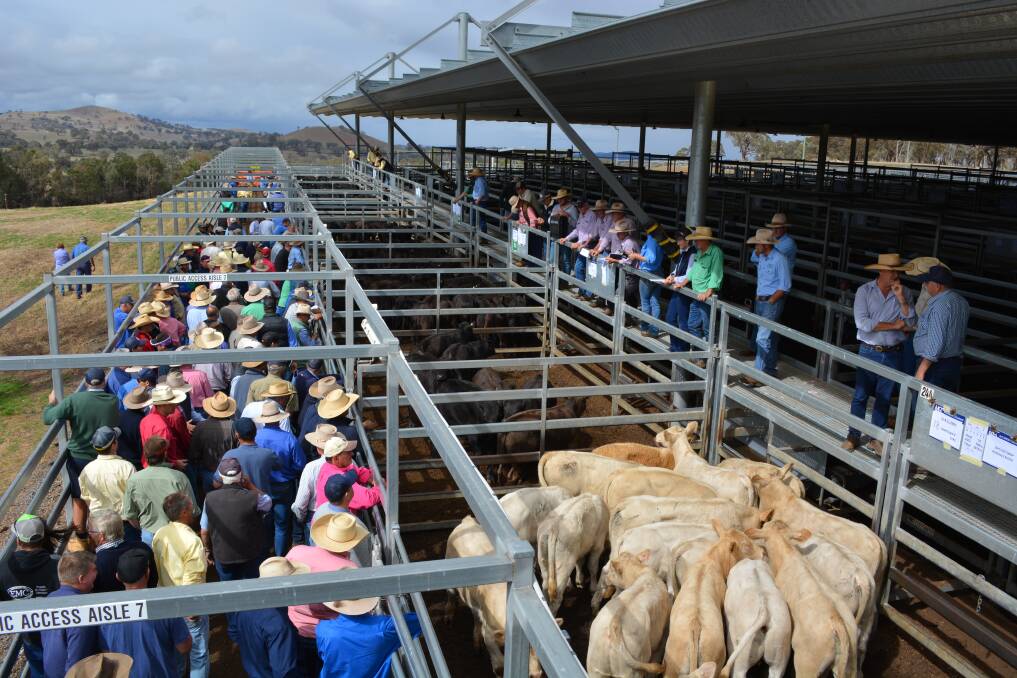 The CTLX, Carcoar, weaner sale last month attracted a big crowd, but this month's sale will be a very different event. Only nominated buyers and agents will line the buyer's rail as visitors are told to stay away until the COVID-19 restrictions have been lifted.