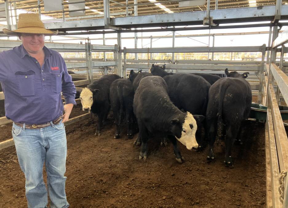 Ben McMahon, Lehman Stock and Property, Inverell, with 256kg Angus-cross steers sold by LA Caithness for 596.2c/kg at the Inverell sale on Tuesday. Photo by Dwayne Dixon