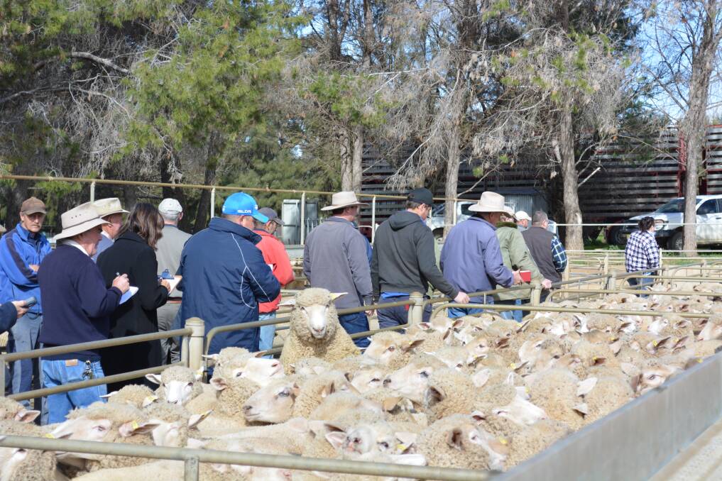 Feedback is being sought by Cowra Council as it investigates the opportunity for prime lamb and sheep sales to change days. Photo: Karen Bailey