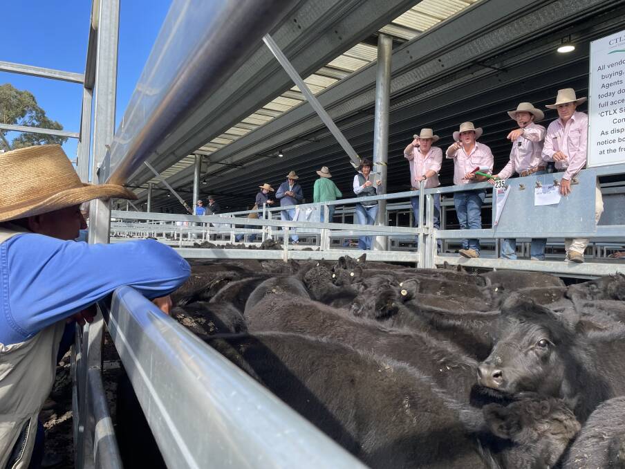 Bowyer and Livermore agents take bids during the Central Tablelands Livestock Exchange, Carcoar, Blue Ribbon Weaner Sale last Friday. Weaners sold to a top of $2670. Photo: KAREN BAILEY