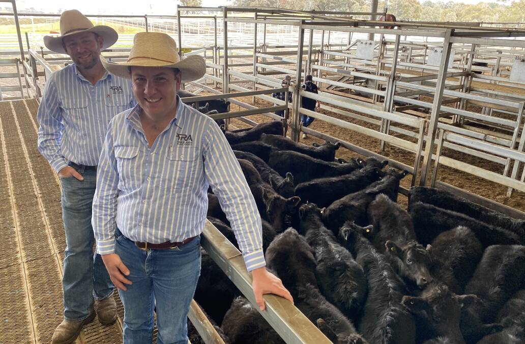 Tablelands Rural Agency principals Michael Anderson and Taylor Meek check over a pen of their client's Angus steers sold during the Central Tablelands Livestock Exchange, Carcoar, store cattle sale on Friday. Photo: Brock Syphers, CTLX