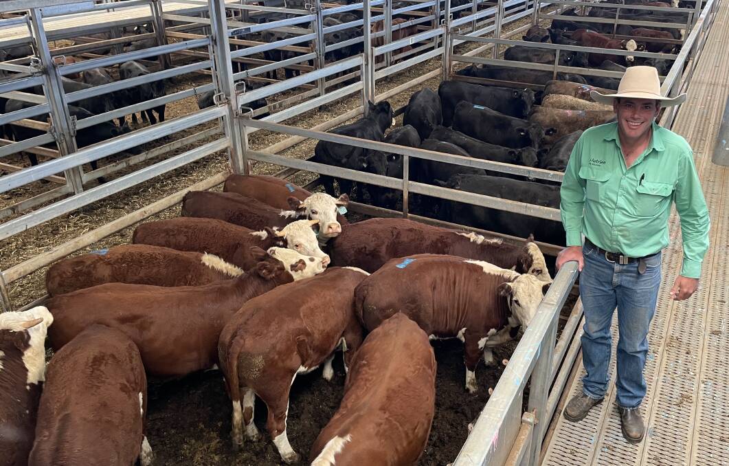 Nutrien Bathurst agent Marcus Schembri with Hereford steers sold by D Duggan and sons, Oberon, for 373.2c/kg at the Carcoar prime sale on Tuesday. Photo: Gio Rossi, CTLX
