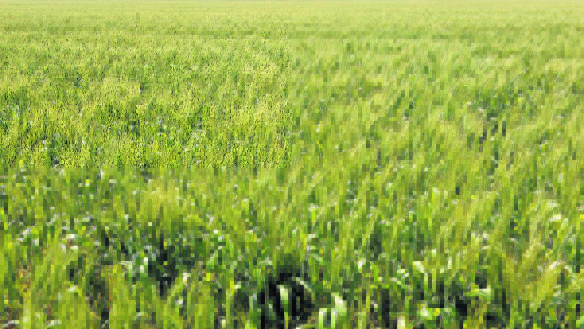 Grain Wrap | Later crops worth the wait