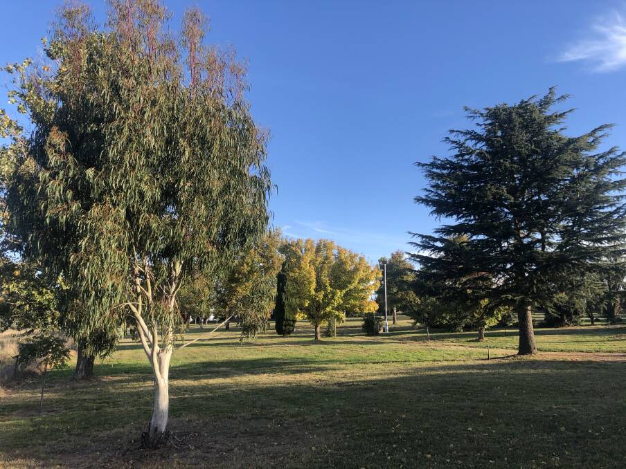 Some of the trees planted by Fiona and Bill Ogilvie in their entrance paddock. Manna gum (E. viminalis) in the foreground was planted five years ago; the deodar (Cedrus deodara) on the right was planted in 1991.