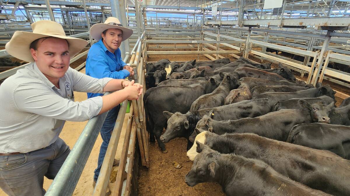 Michael Purtle, Purtle Plevey Agencies, Manilla, with Michael Marshman, Manilla, who sold several pens of Angus steers and heifers at the Tamworth store sale on Friday. His top pen of heifers hit $930 a head. Picture by Michelle Mawhinney, Tamworth Livestock Selling Agents Association.