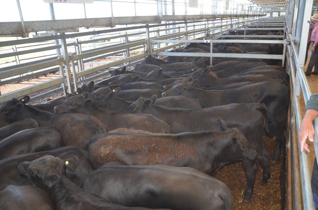 Pen after pen of quality Angus cattle will be on offer during day two of the Wodonga weaner sales. Photo: Olivia Calver