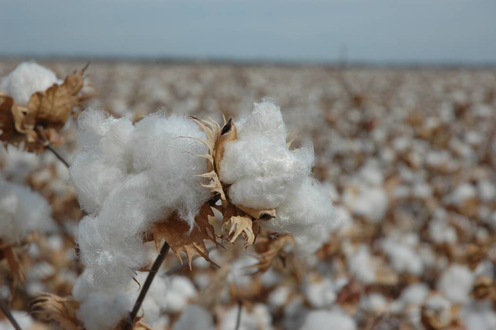Global Perspective | Mid-term mania hits cotton