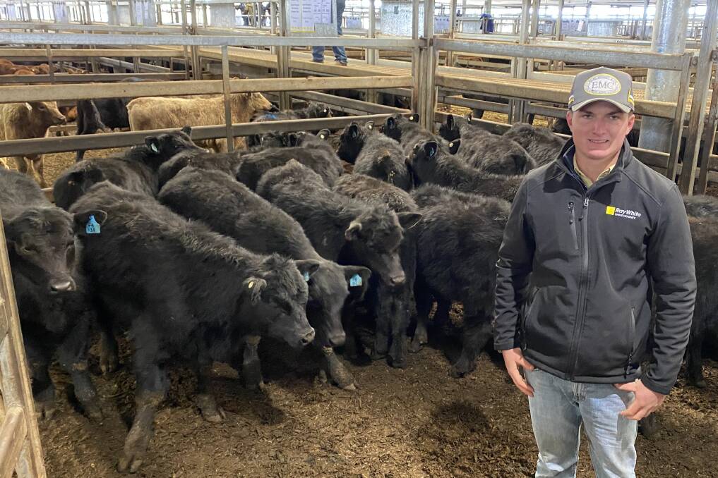 Ray White Emms Mooney agent James Rich with 199 kilogram Angus steers sold by Frank Bartorilla, Meadow Flat, for $1775 a head. That converts to 892 cents a kilogram, which is a CTLX saleyards cents a kilogram record price.