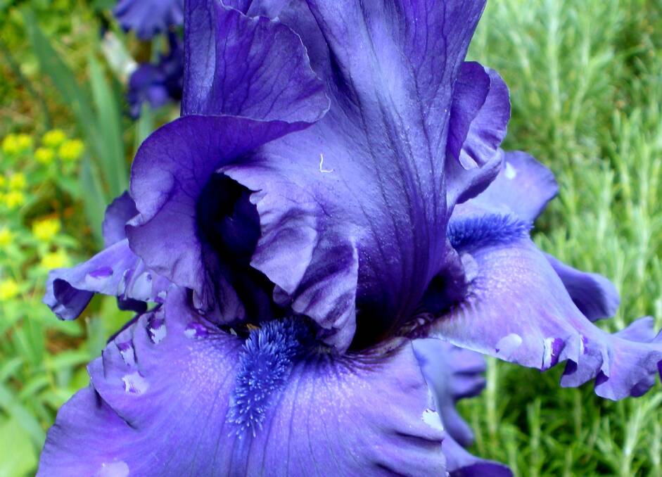 A deep blue, bearded iris hybrid with an unusual blue beard. Bearded irises can be divided and replanted in February and March.