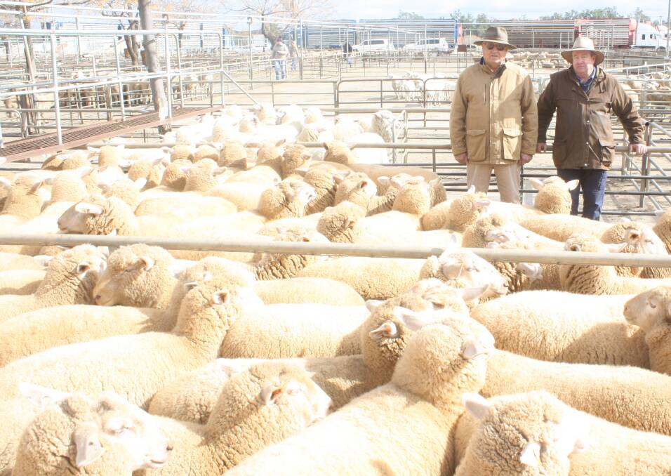 Ray Inder, RJ and A Inder, Merriwa, with Phillip Morris, Peter Milling and Company, Wellington, and the line of 83 crossbred lambs which sold for $349 a head a Dubbo on Monday. The price is a a new selling centre record for Dubbo.