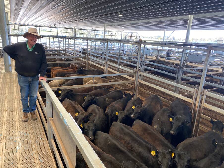 Nutrien Bathurst agent David Gardiner with 19 Angus heifers sold by Baringa Ag Holdings for $1670 (398c/kg) at CTLX Carcoar store cattle sale last Friday. Photo: CTLX