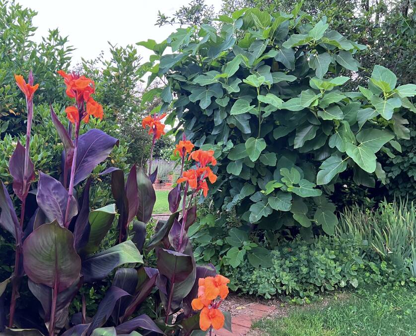 Canna "Wyoming" is lovely in late summer with large leaves of edible fig Ficus carica.