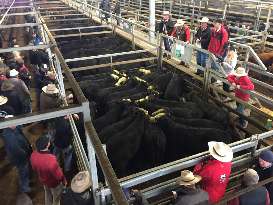 Quality steers were in demand during the Central Tablelands Livestock Exchange, Carcoar, store cattle sale last Friday. Photo: KAREN BAILEY