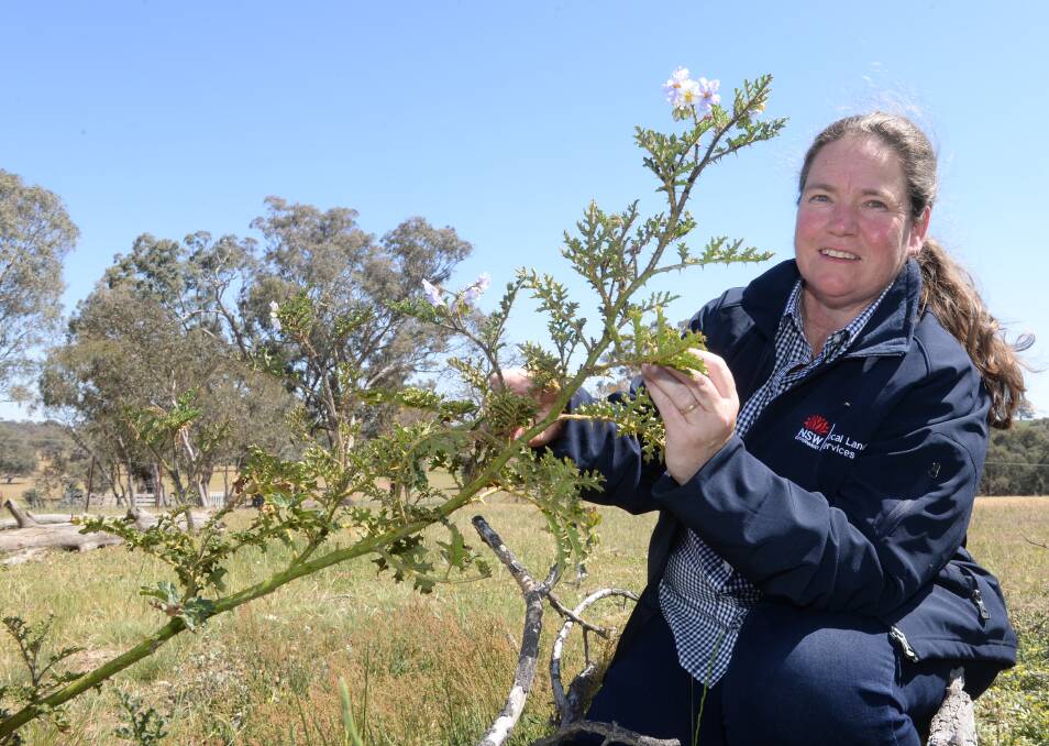 Local Land Services regional weed coordinator Marita Sydes, Orange, inspecting Sticky Nightshade in the Central Tablelands.