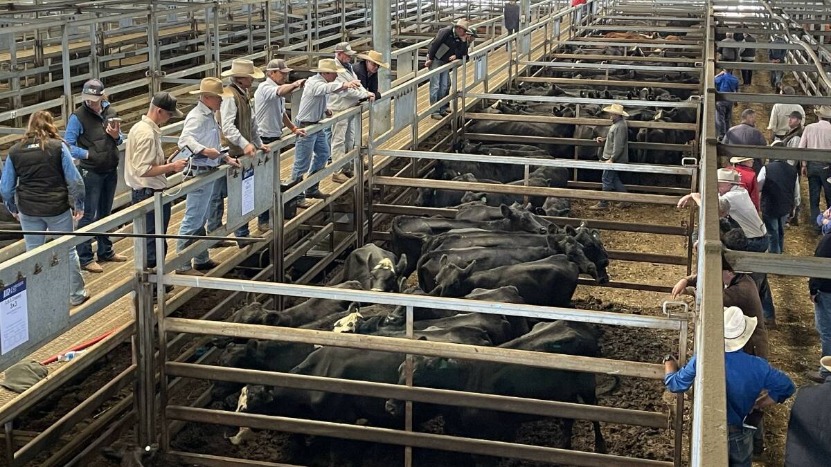 Sale action during the April store cattle sale at Carcoar last Friday. Picture by Karen Bailey.