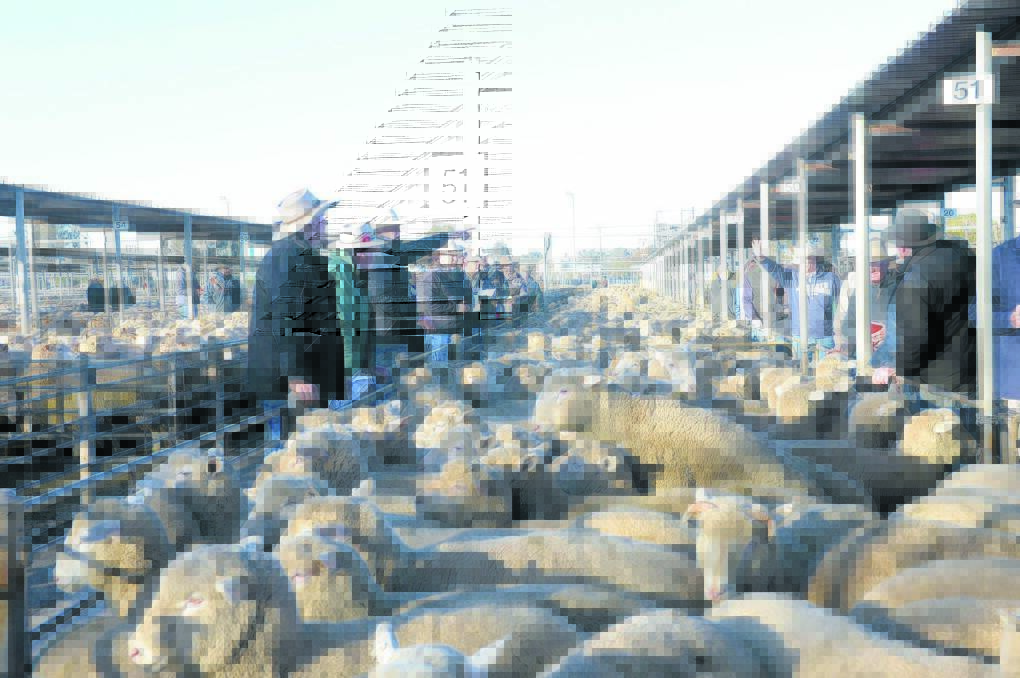 Drought holds back lamb industry's potential