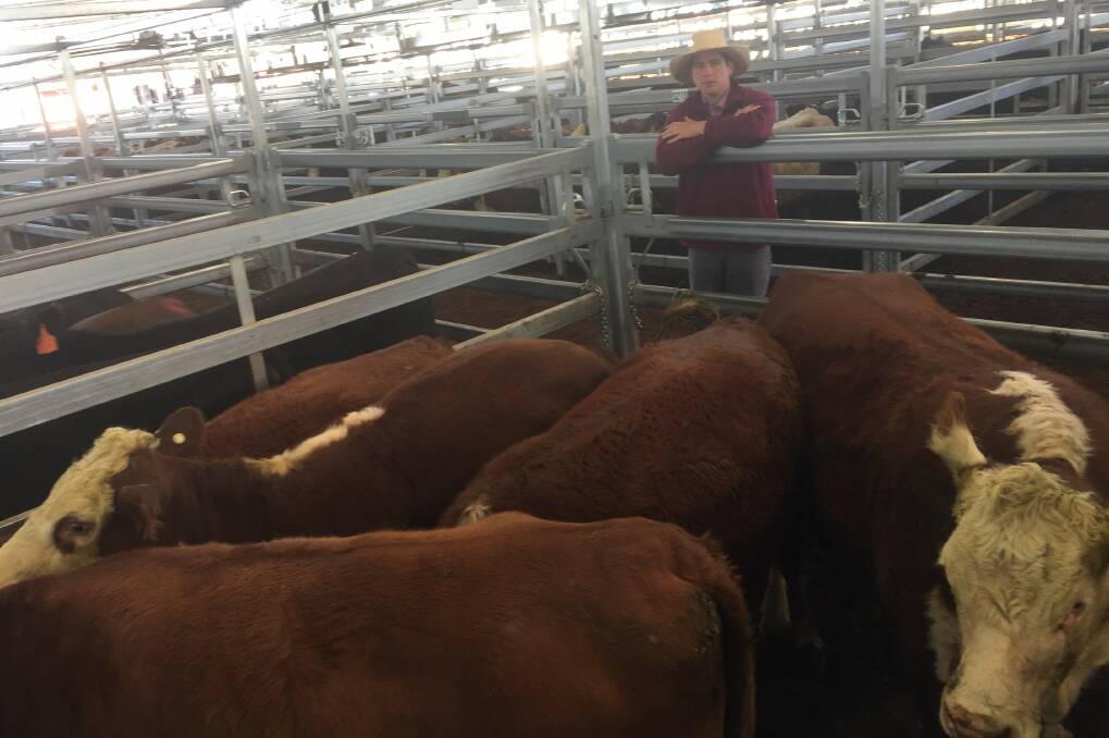 CL Squires agent Will Claridge, Inverell, with 612kg Hereford cows sold by Thompson Family Trust for 287.2c/kg ($1757.66) at the Inverell prime sale on Tuesday. Photo: RLX