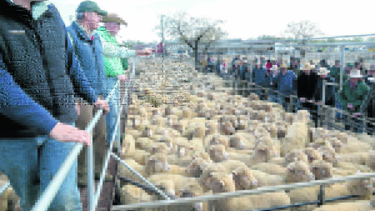 There were about 9.04 million sheep and lambs sold via 25 NSW saleyards in 2017-18 according to Meat and Livestock Australia’s Saleyards Survey.