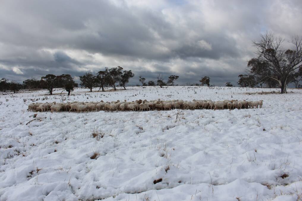 The air could be cold enough for snow to reach down to about 1000 metres above sea level on Friday night and Saturday morning in central and northern NSW. 