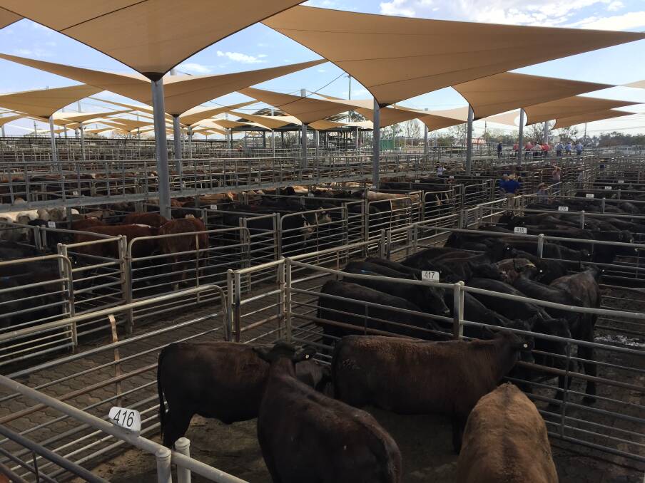 The store cattle market was stronger at Dubbo's sale last Friday. Picture by Karen Bailey.