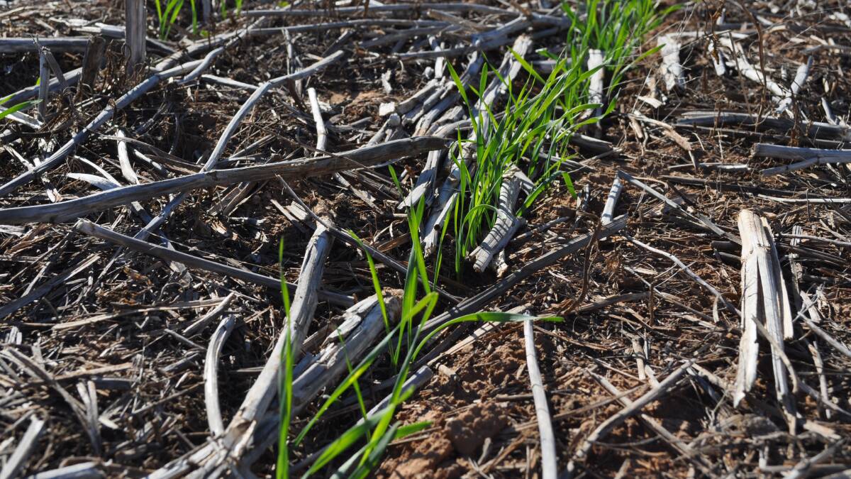 Pragmatic growers know they will need a kind spring if the late planted crops are going to harvest a reasonable crop, but high grain prices means it’s a risk worth taking.