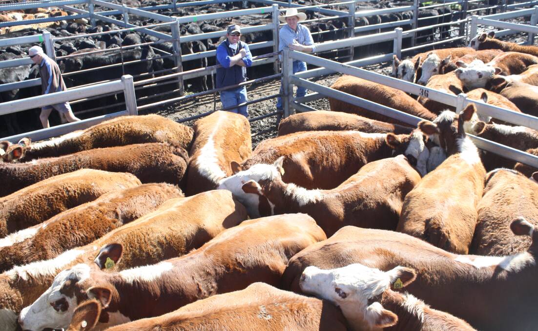 John Maben, Merriwa, and Jamie Stuart, Milling Stuart, Dunedoo, with a line of Braford cows which sold to a top of $2800 a head at Dunedoo store sale last Friday. Photo: Rebecca Cooper