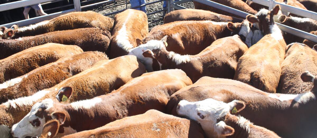 Numbers were down at Dunedoo, but prices up compared to recent sales. 