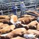 Numbers were down at Dunedoo but prices up compared to recent sales (pictured). 