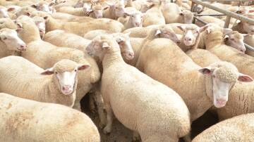 Heavy lambs hit 777c/kg.